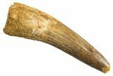 Fossil Spinosaurus Tooth - Real Dinosaur Tooth #344361-1